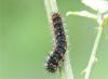 Saturnia sp.
